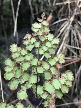 Adiantum chilense Kaulf.的圖片