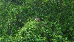 Image of Brazilian Chachalaca