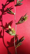 Image of Vriesea procera (Mart. ex Schult. & Schult. fil.) Wittm.