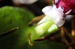 Plancia ëd Corybas recurvus D. L. Jones