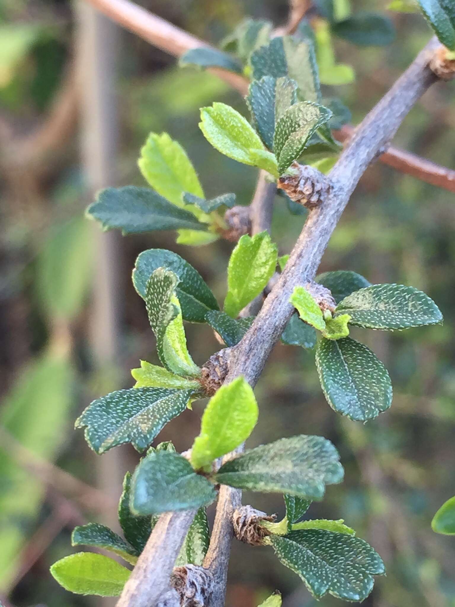 Image of Scorpion-Bush