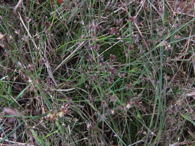 Imagem de Juncus microcephalus Kunth