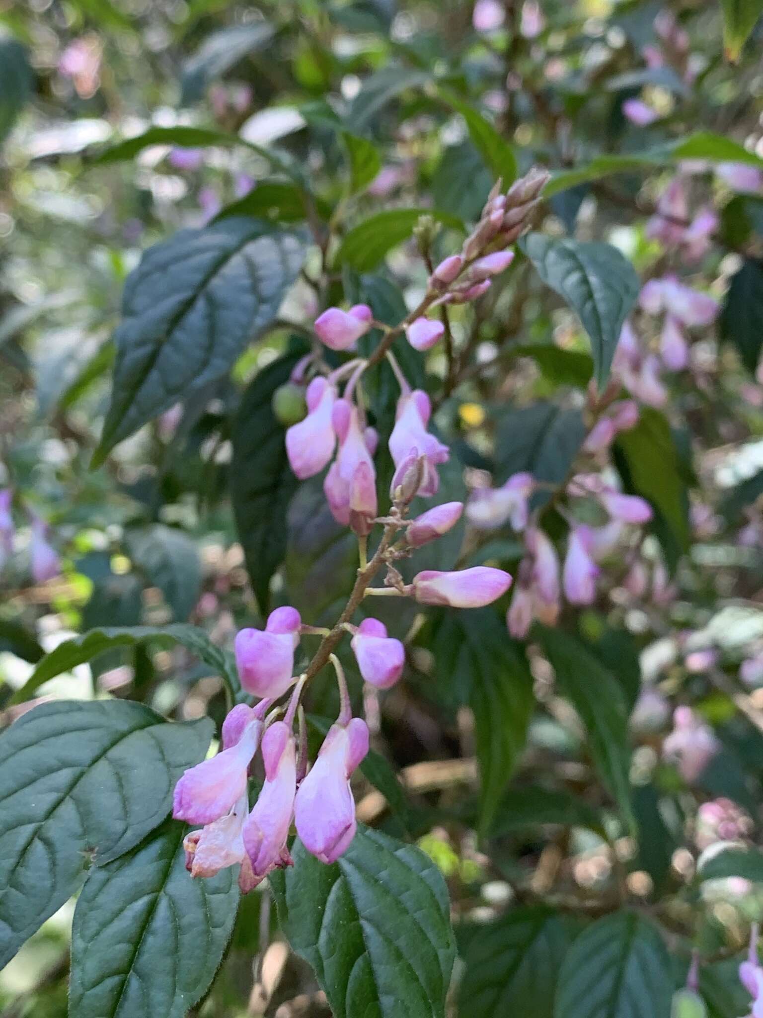 Polygala galpinii Hook. fil.的圖片