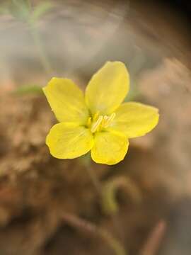 Image of glandular dwarf-flax