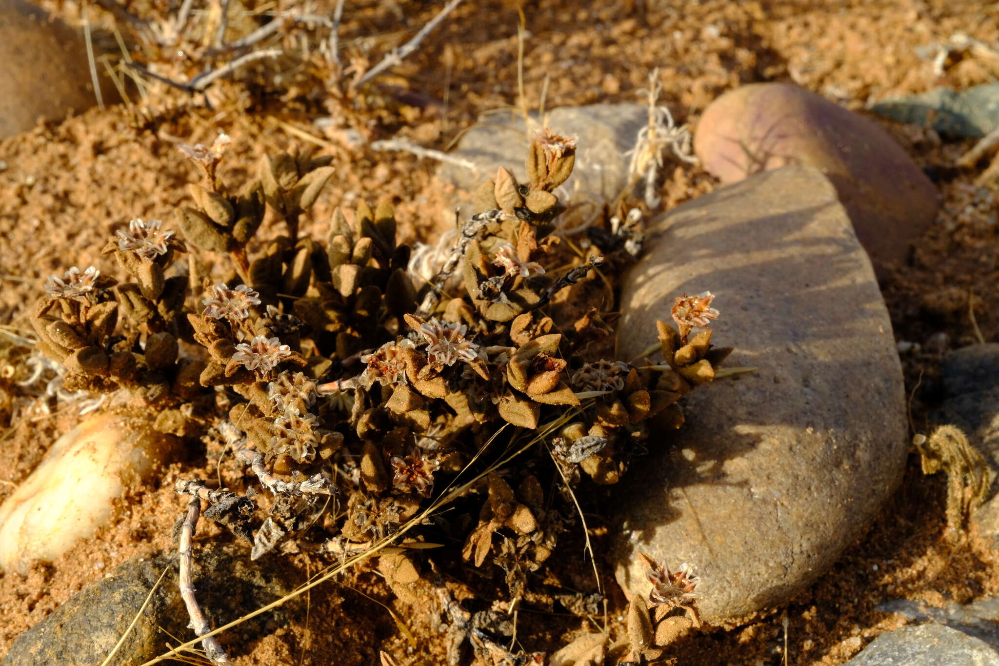 Image of Psammophora modesta (Dinter & Berger) Dinter & Schwant.