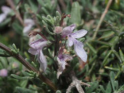 Sivun Teucrium brevifolium Schreb. kuva