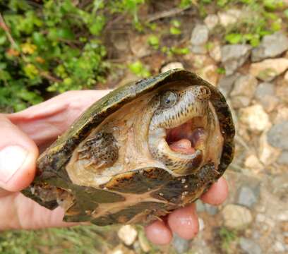 Image of Keeled Musk Turtle