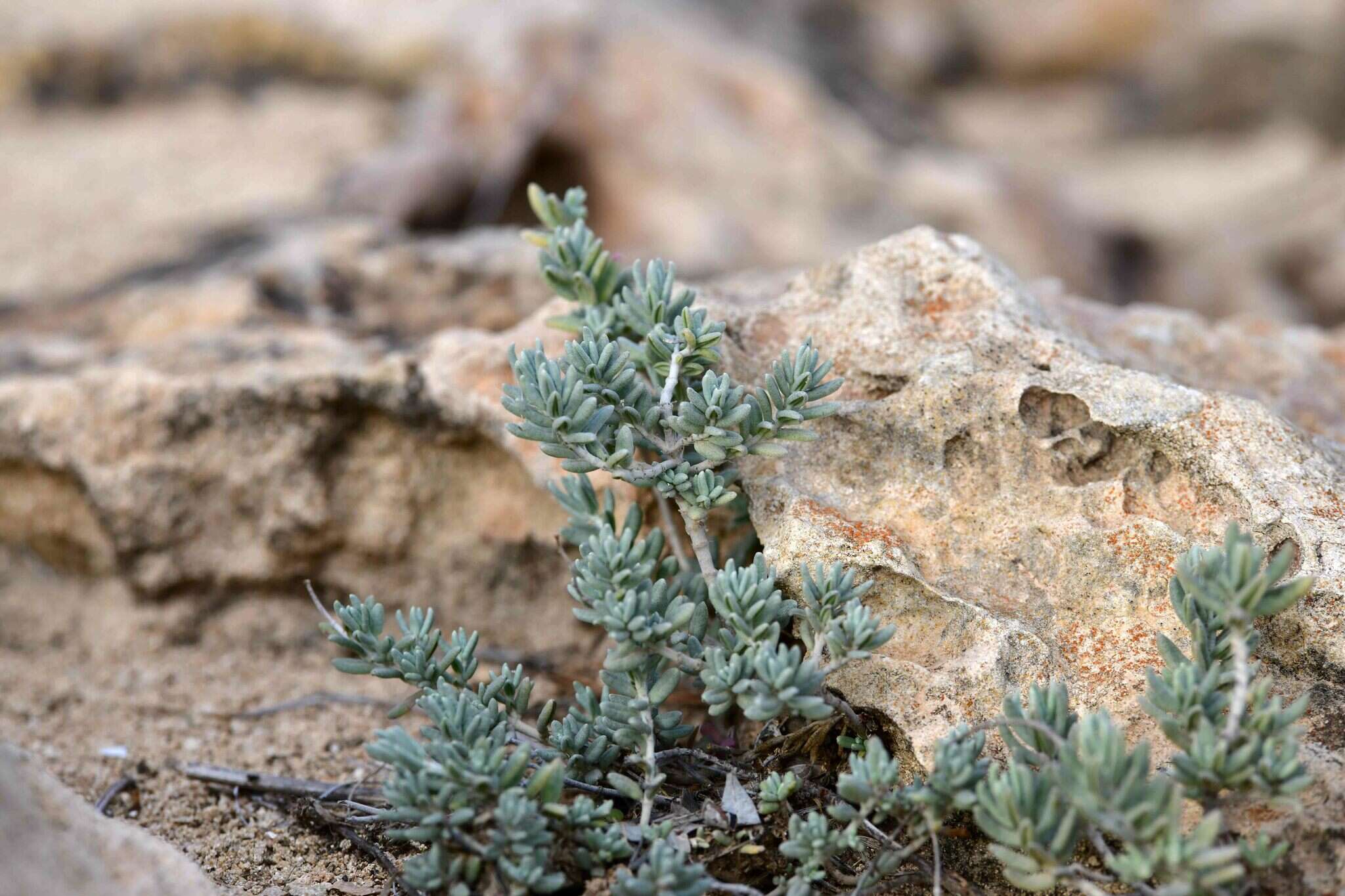 Helianthemum caput-felis Boiss. resmi