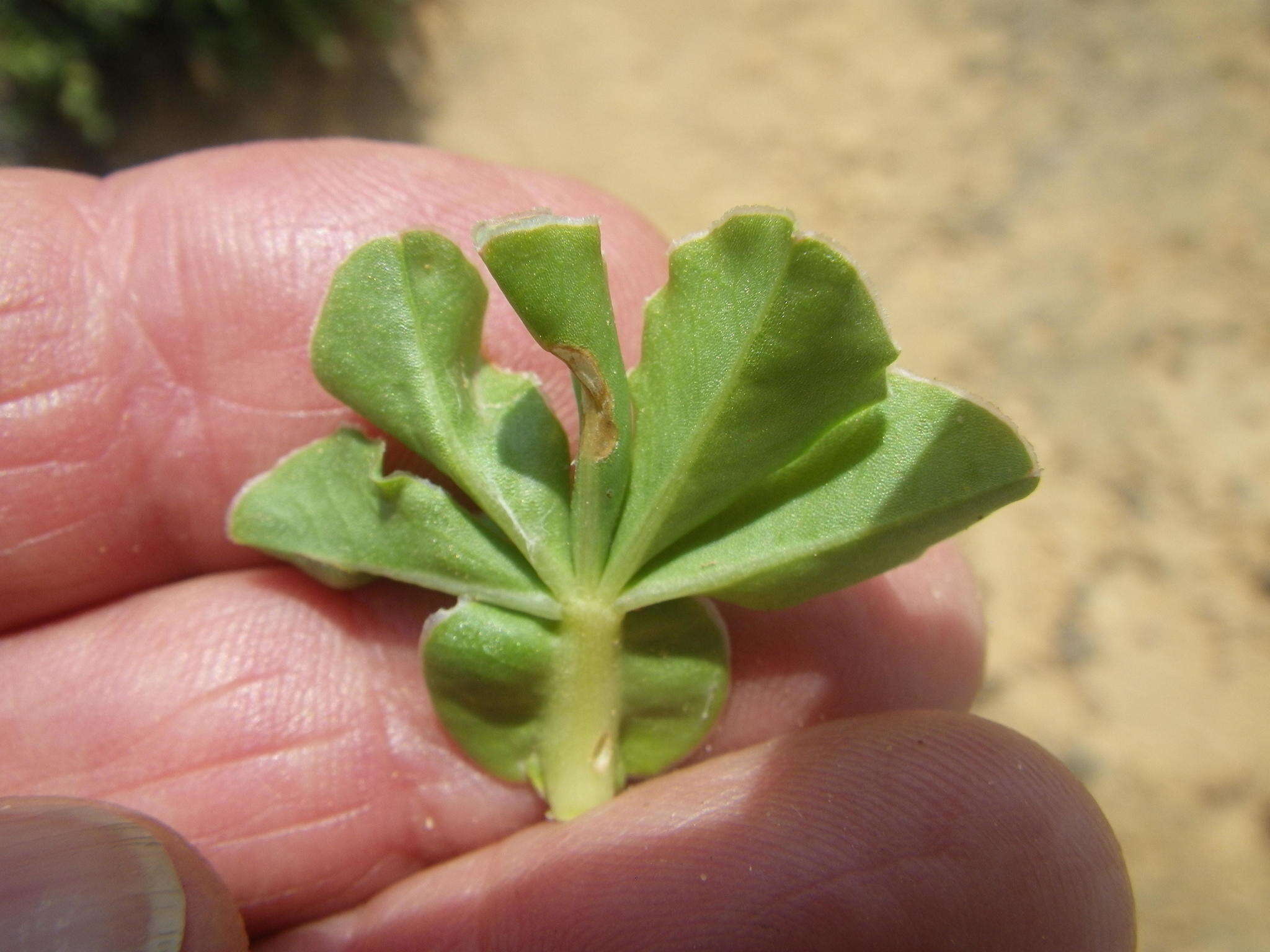 Sivun Oxalis flava var. fabifolia (Jacq.) Dreyer & Oberl. kuva