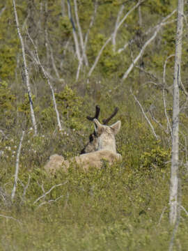 Image of barren-ground caribou