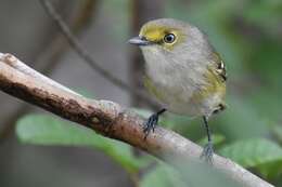 Plancia ëd Vireo griseus bermudianus Bangs & Bradlee 1901