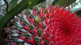 Image of Aechmea multiflora L. B. Sm.