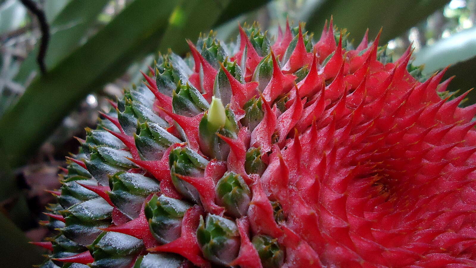 Image of Aechmea multiflora L. B. Sm.