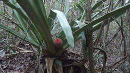 Image of Aechmea multiflora L. B. Sm.