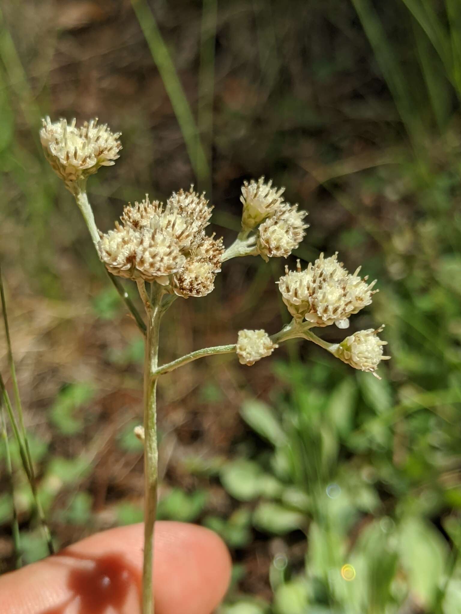 Image of silver pussytoes