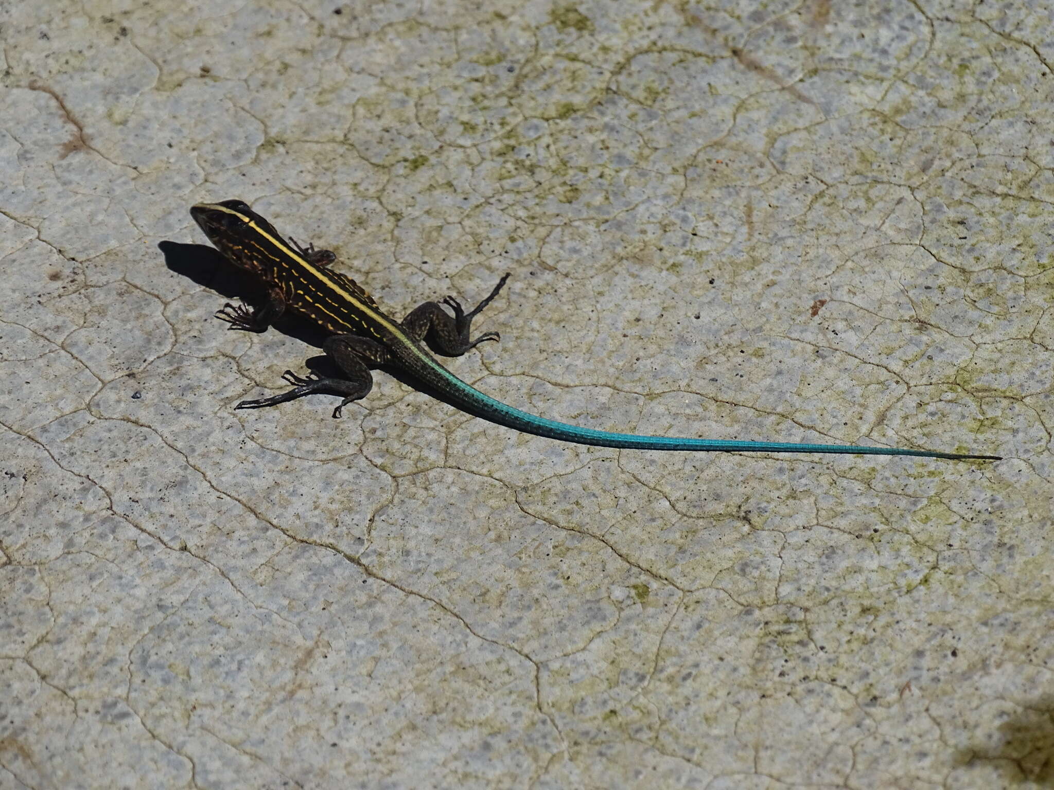 Image of Ameiva Lizard