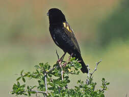 Image of Yellow Bishop