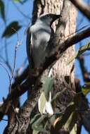 Image of Black-faced Cuckoo-shrike