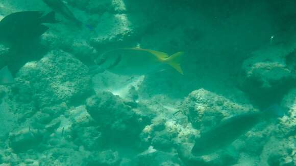 Image of Barred rabbitfish