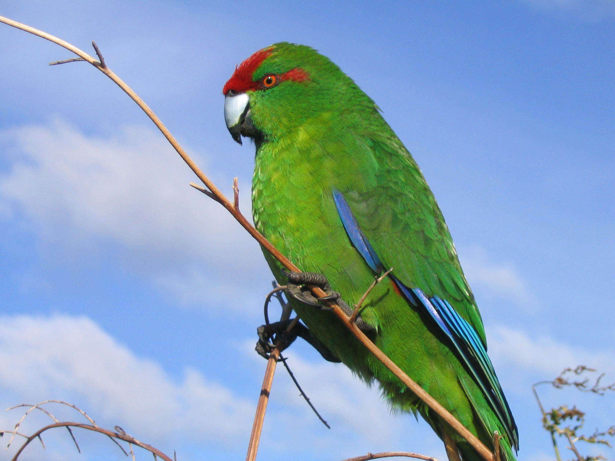 Image of Kermadec Parakeet