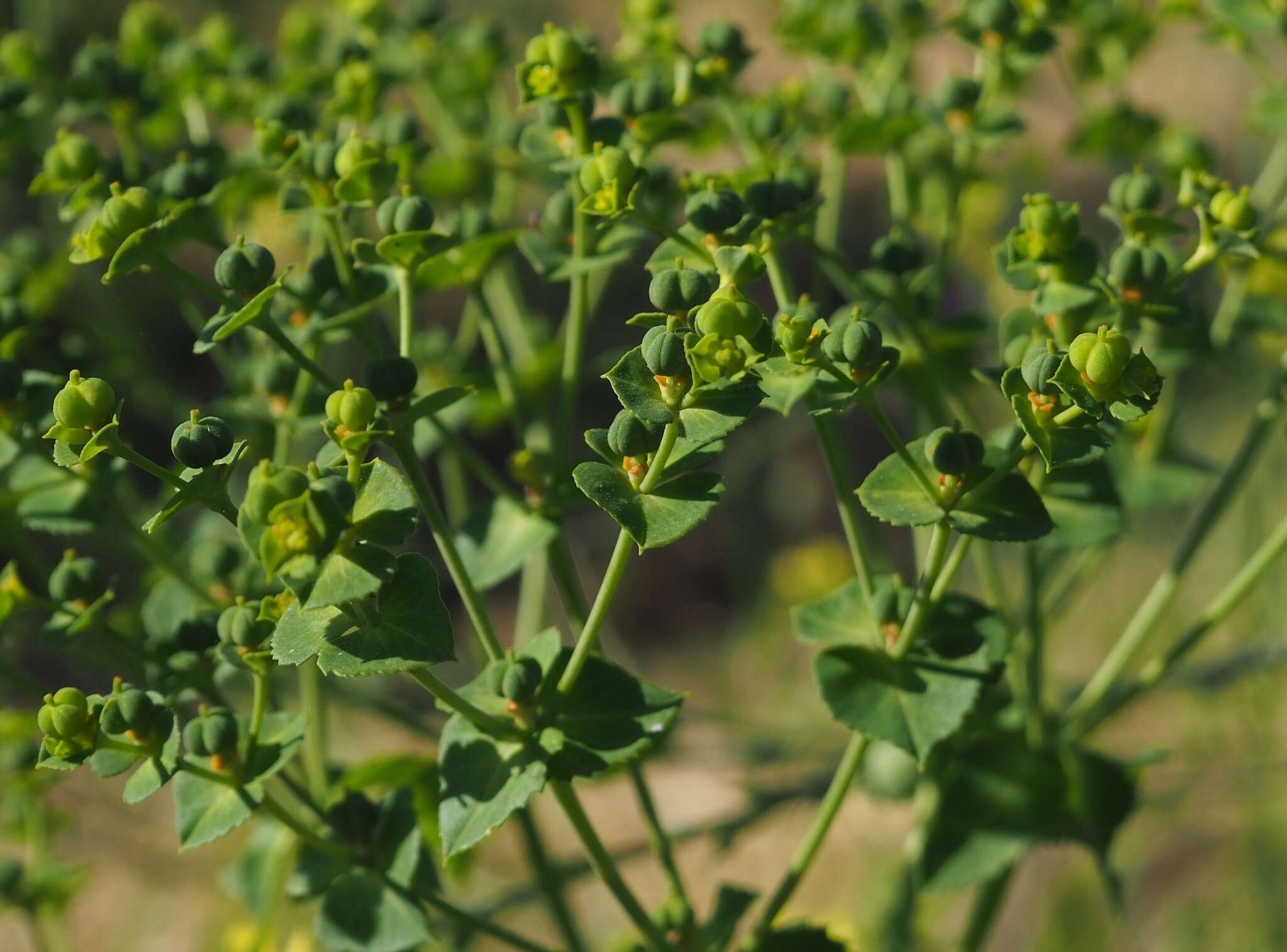 Imagem de Euphorbia arguta Banks & Sol.