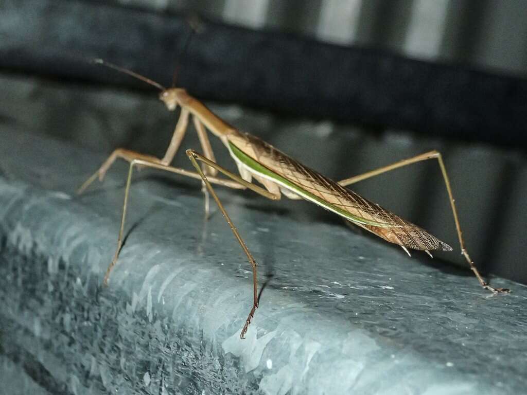 Image of Purple-winged mantis