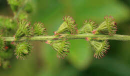 Imagem de Agrimonia pilosa var. japonica (Miq.) Nakai