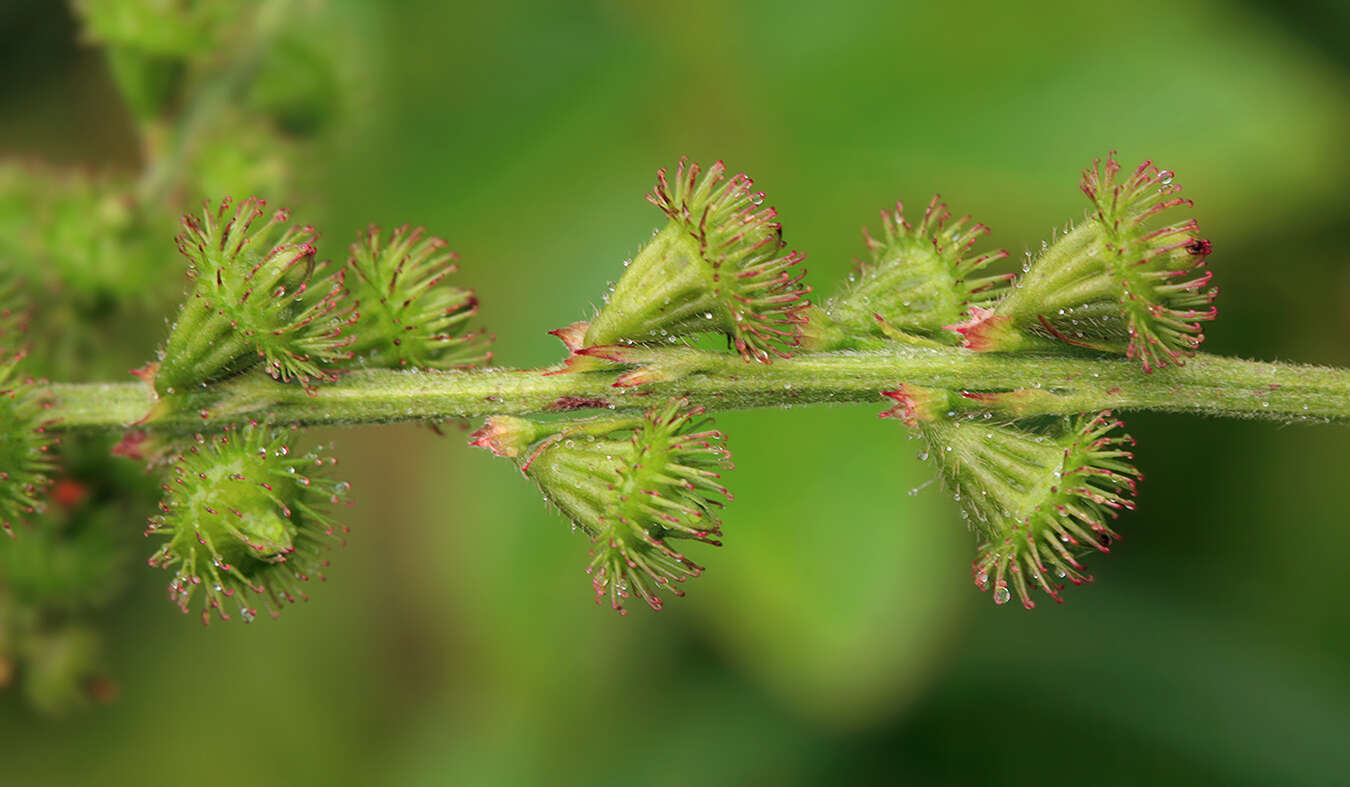 Image of Agrimonia pilosa var. japonica (Miq.) Nakai