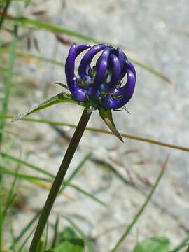 Image of Phyteuma orbiculare L.