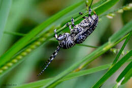 Image of Rhytiphora solida (Pascoe 1863)