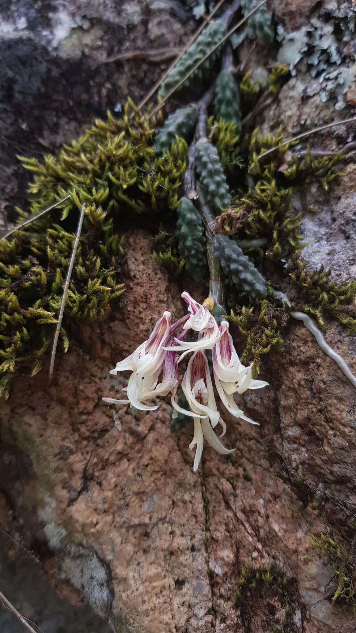 Image of Cucumber orchid