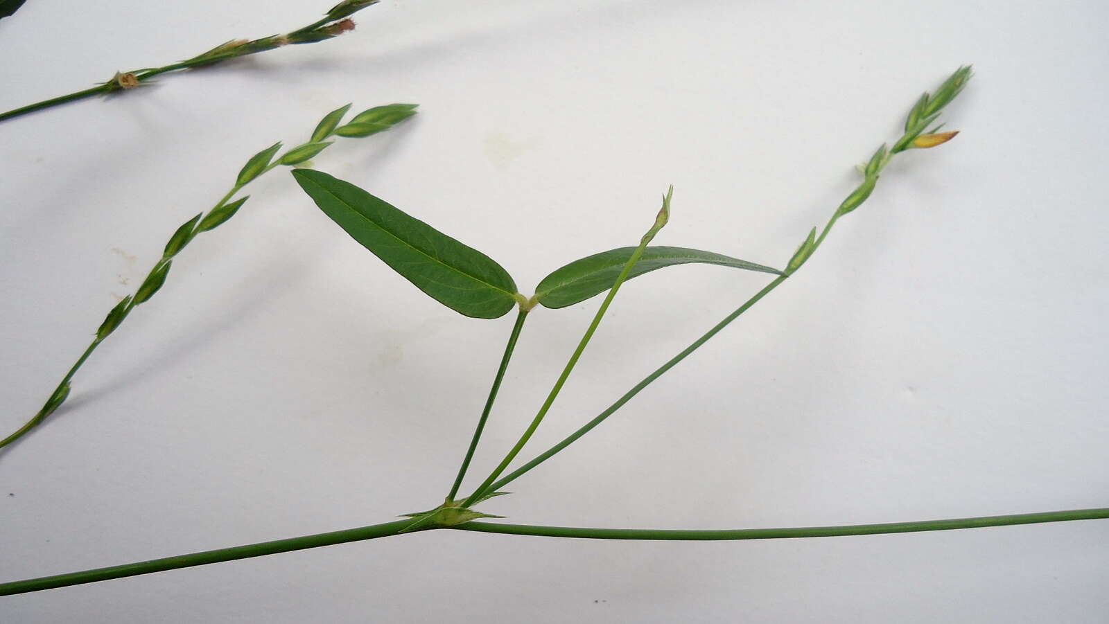 Image of Zornia latifolia Sm.