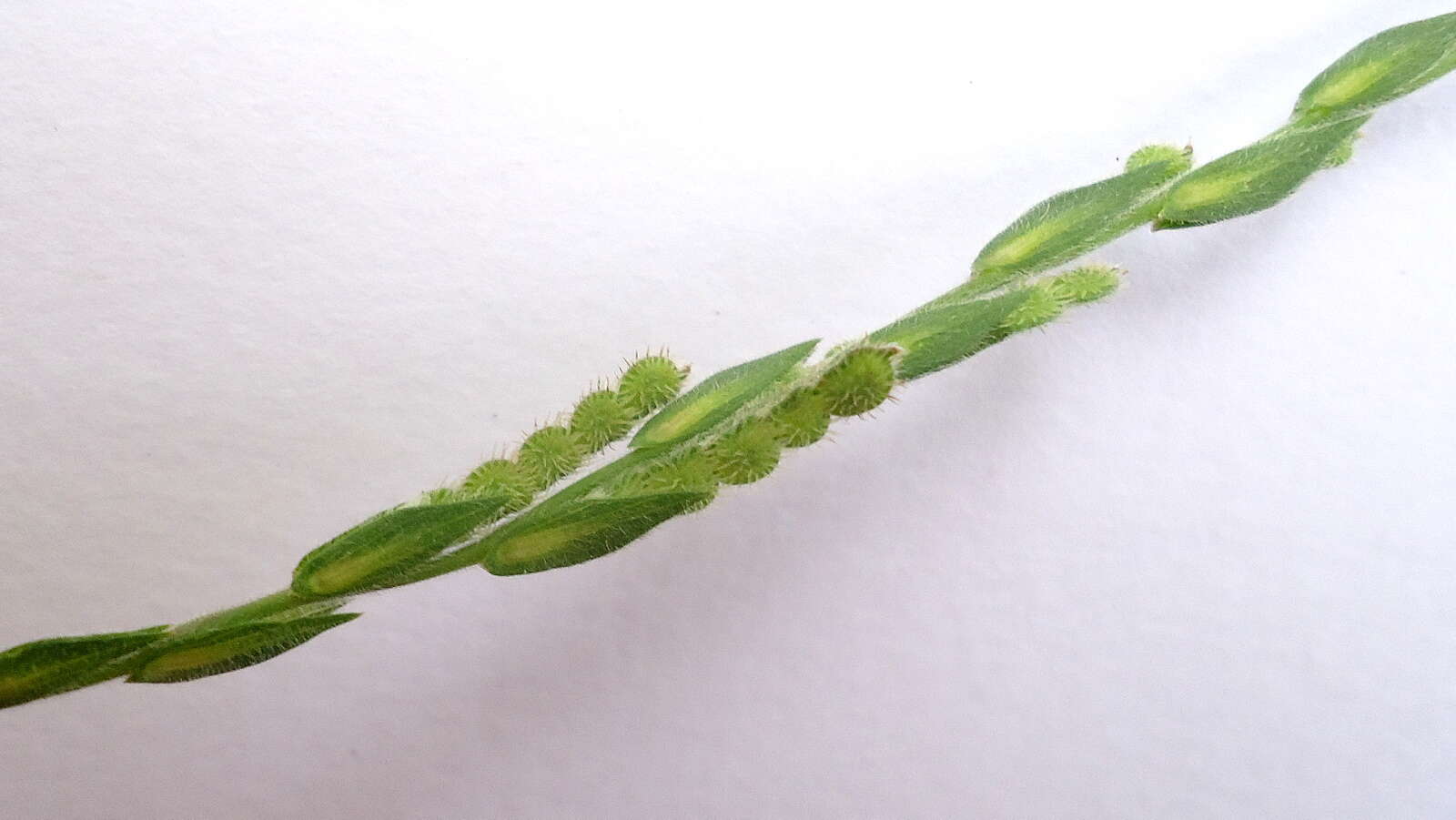 Image of Zornia latifolia Sm.