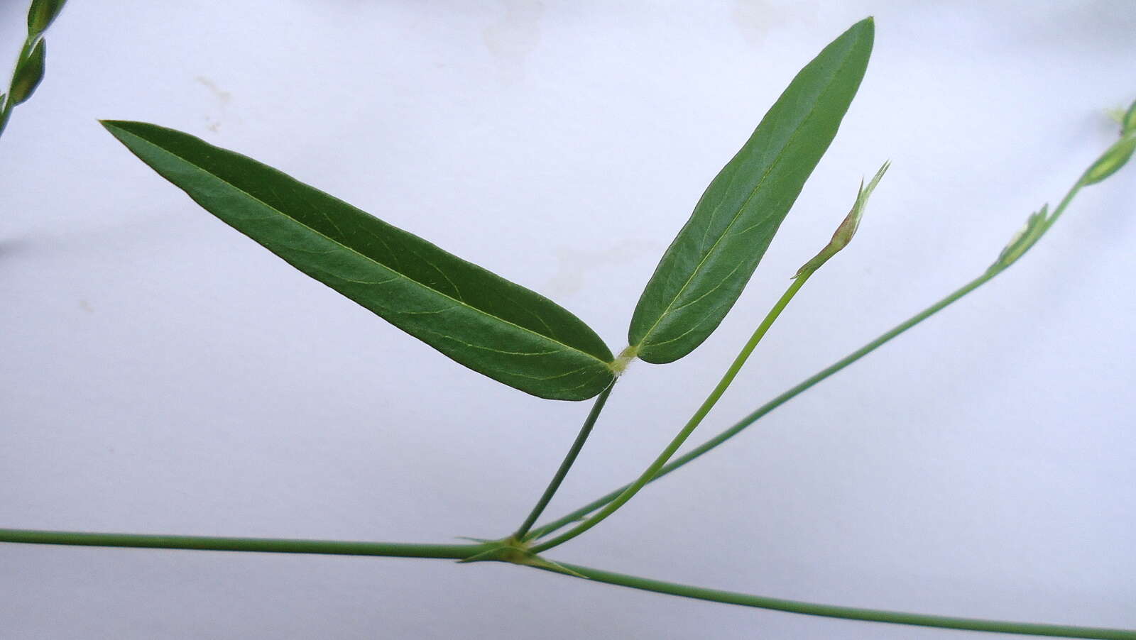 Image of Zornia latifolia Sm.