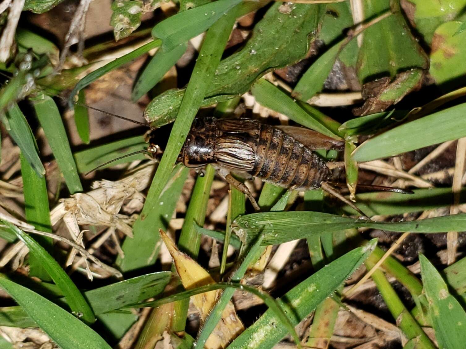 Image of Eastern Striped Cricket