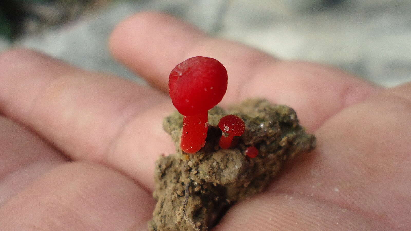 Image of Hygrocybe miniata (Fr.) P. Kumm. 1871