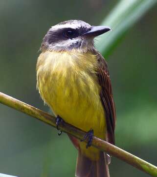 Image of Golden-crowned Flycatcher