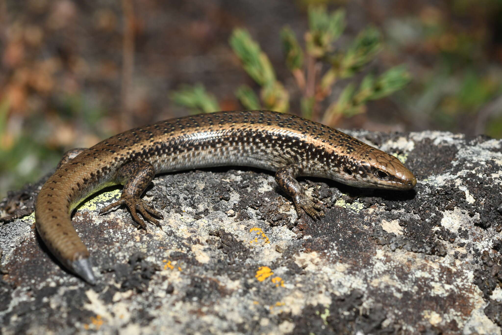 Image de Oligosoma prasinum Melzer, Bell & Patterson 2017