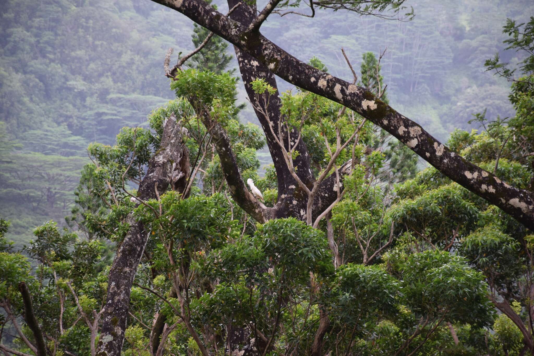 Imagem de Cacatua moluccensis (Gmelin & JF 1788)