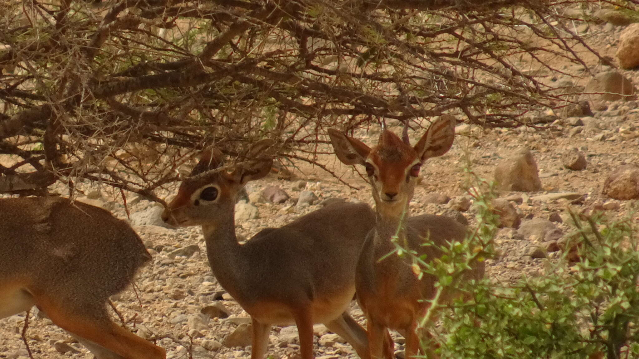 Image of Salt's Dikdik