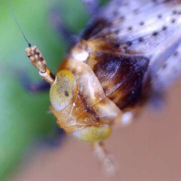 Image of Conomelus anceps (Germar 1821)