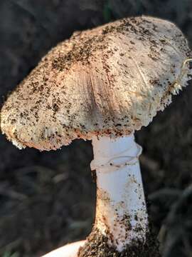 Image of Leucoagaricus cupresseus (Burl.) Boisselet & Guinb. 2001