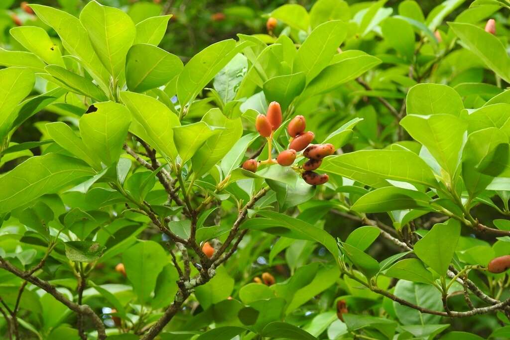 Image of Hamelia calycosa Donn. Sm.