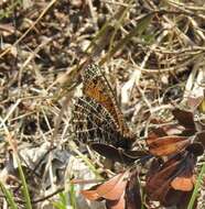 Imagem de Oeneis chryxus Doubleday (1849)