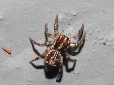 Image of Housefly Catchers