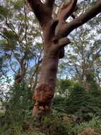 Image of Angophora costata subsp. costata