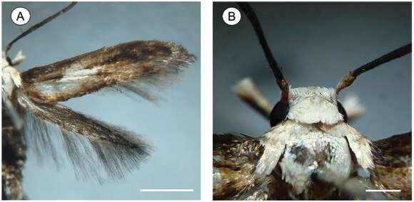 Image of Palaeomystella fernandesi