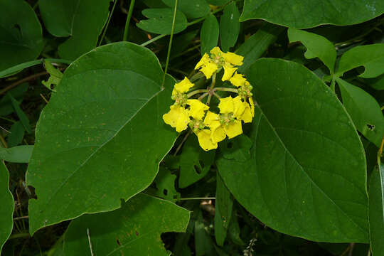 Image of Stigmaphyllon bonariense (Hook. & Arn.) C. E. Anderson