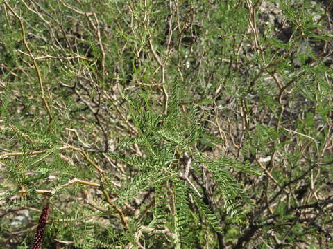 صورة Prosopis flexuosa var. depressa F. A. Roig