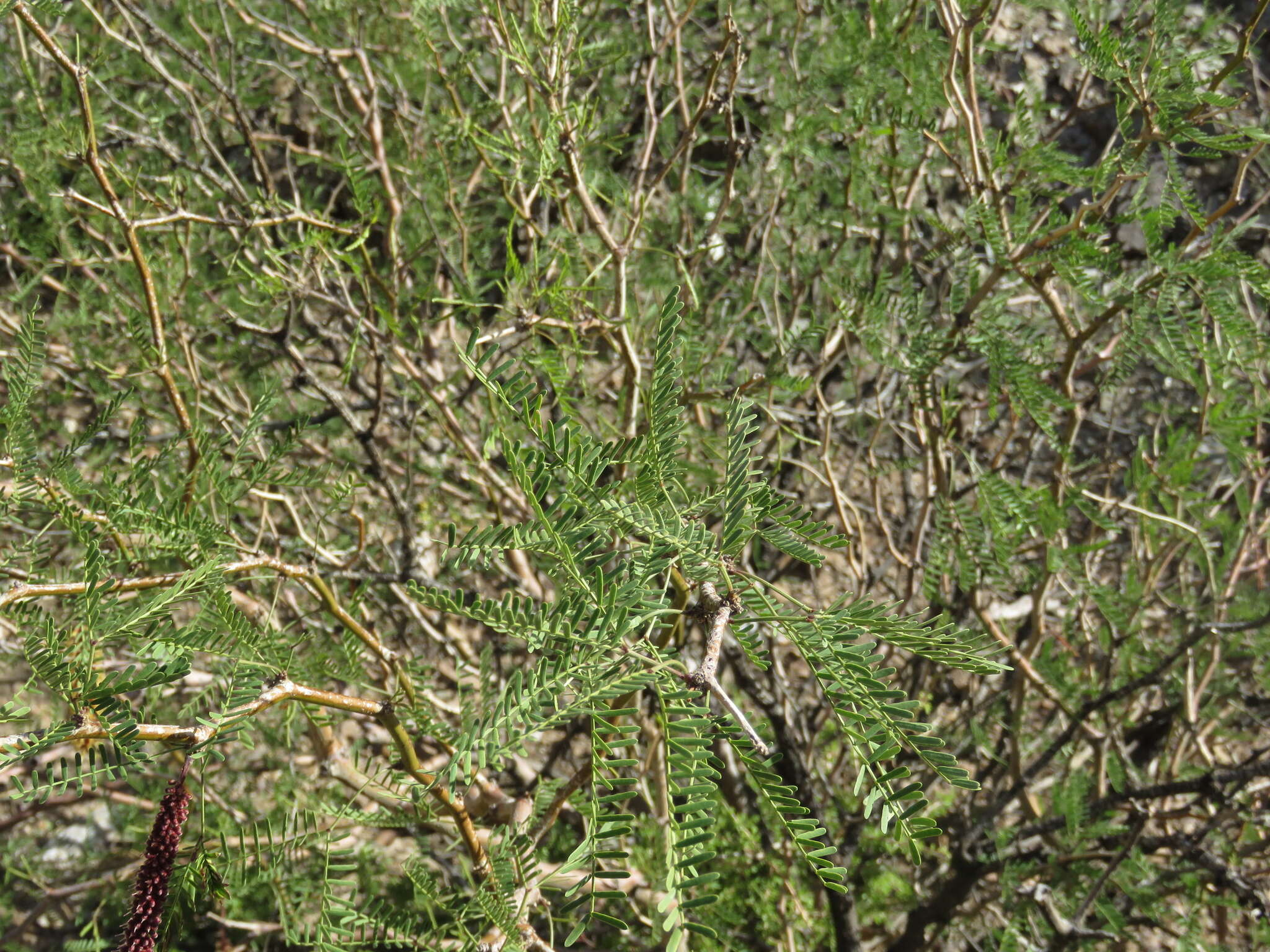 Image of Prosopis flexuosa var. depressa F. A. Roig